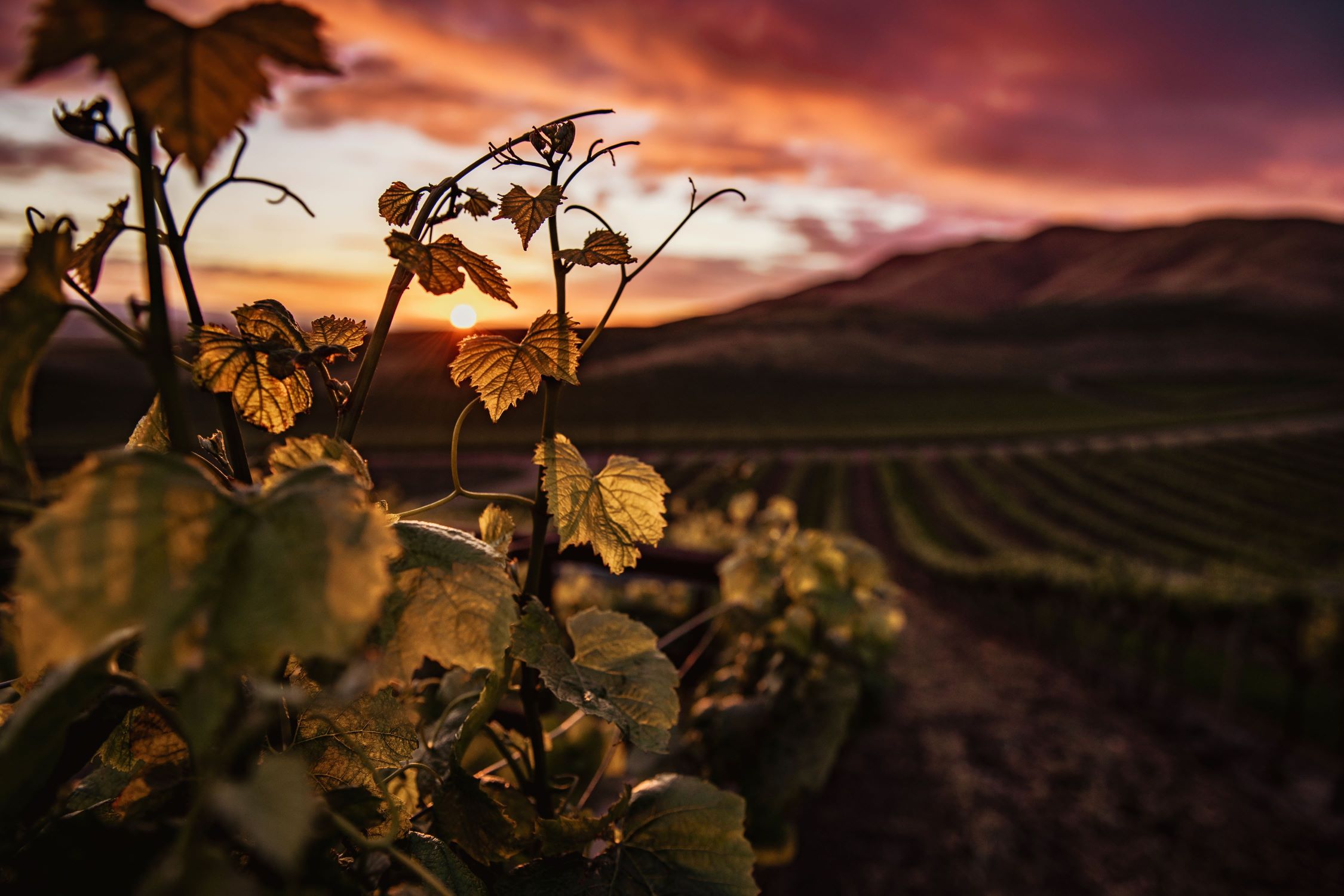 Vineyard in sunset